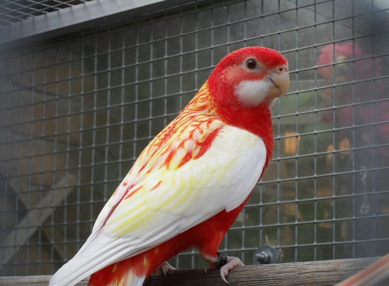 RUBINO ROSELLA PARROT, PARROTS, YELLOW, BIRDS, RED, HD wallpaper