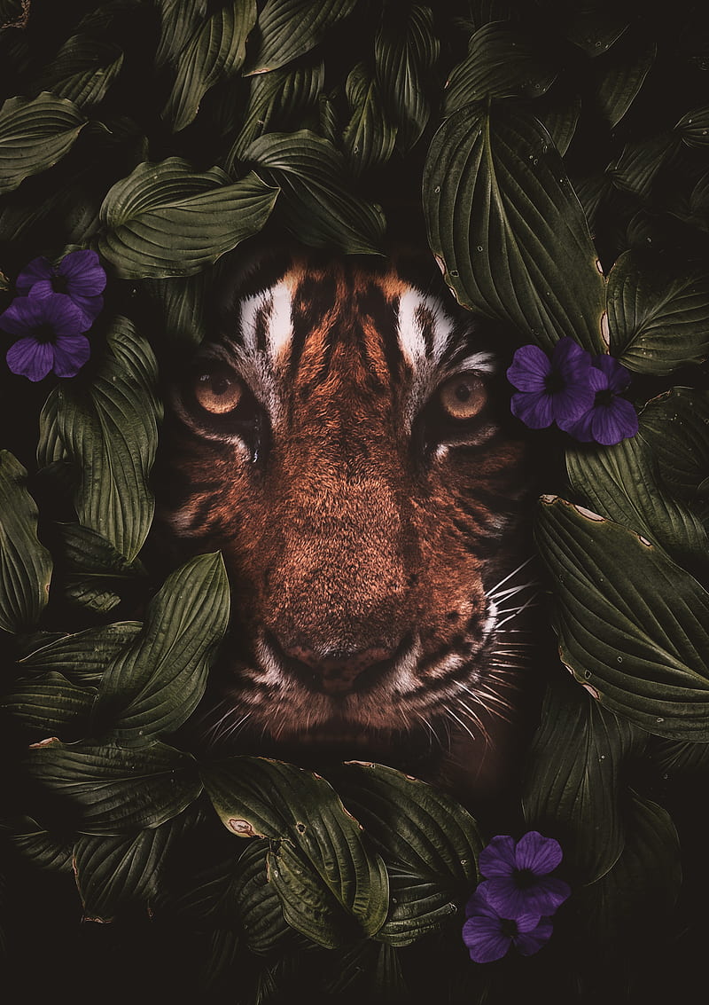 tiget between leaves, black, flowers, leaves, tiger, tigers, tiger, white, HD phone wallpaper