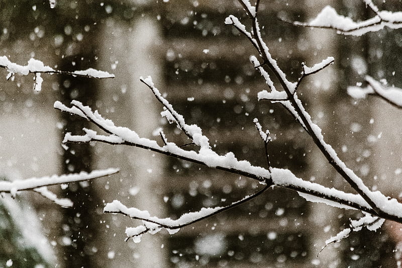 Close-Up of Snow Falling on Tree Branches, HD wallpaper