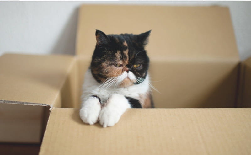 Kittie's box, Kitty, Threatens, box, Guards, HD wallpaper
