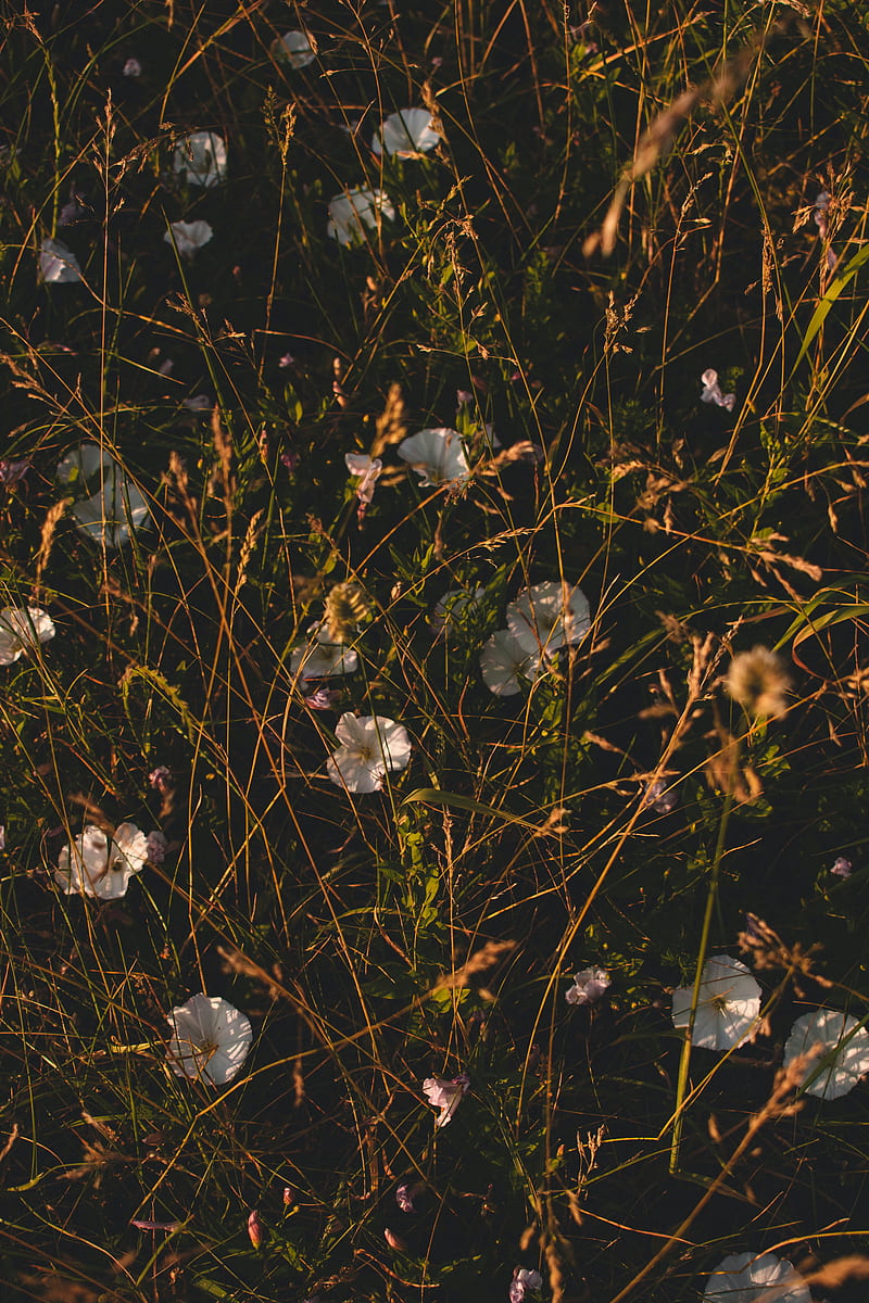 ivy, flowers, grass, wildflowers, HD phone wallpaper