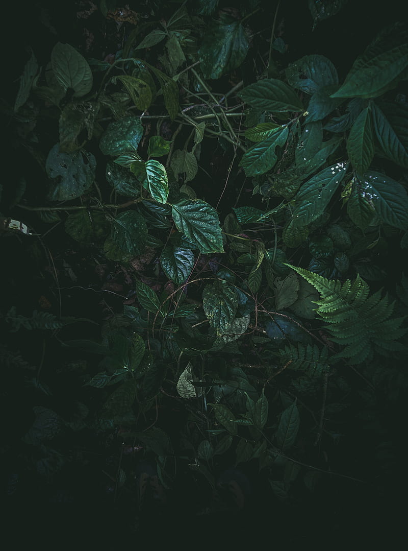 green leaves, plants, Nature, HD phone wallpaper
