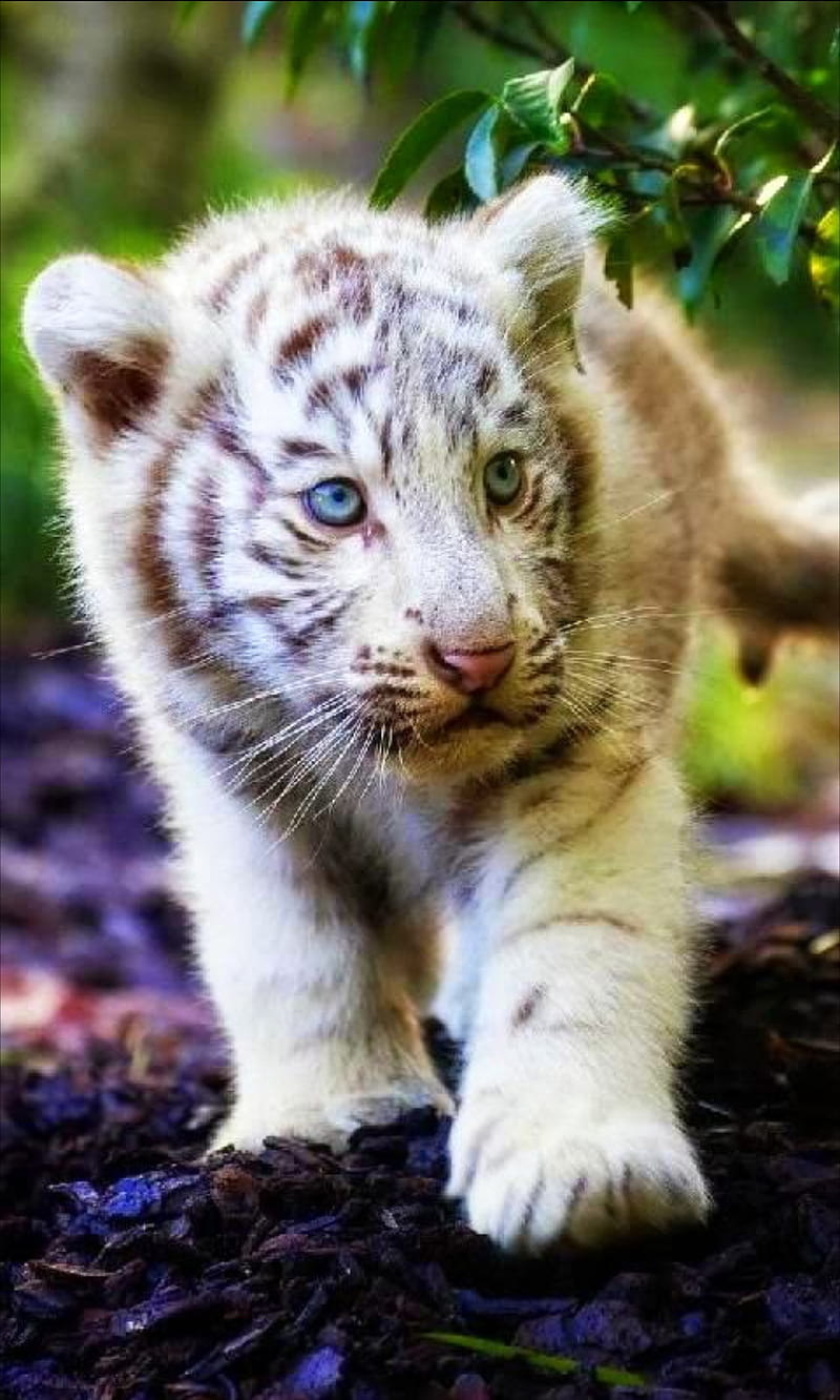 3,200+ Baby Tiger Stock Photos, Pictures & Royalty-Free Images - iStock |  Cute baby tiger, Baby tiger on white, Mother and baby tiger