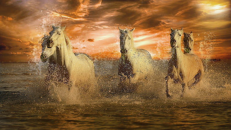 white horses, running, water splash, Animal, HD wallpaper
