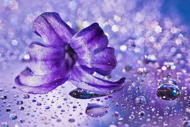 Still Life with hyacinth flower in purple, Water, Purple, Bokeh, Flower, HD wallpaper
