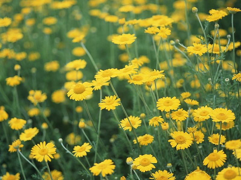Hoa vàng (yellow flowers): \