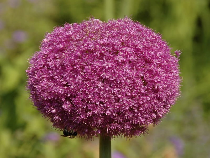 Lucy Ball _Allium, lovely, one, mauve, alliums, bokeh, purple, large, flowers, garden, nature, pink, HD wallpaper