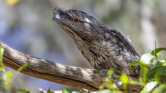 HD tawny frogmouth wallpapers | Peakpx