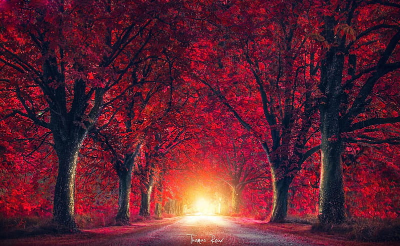 Red forest, splendor, nature, light, landscape, HD wallpaper