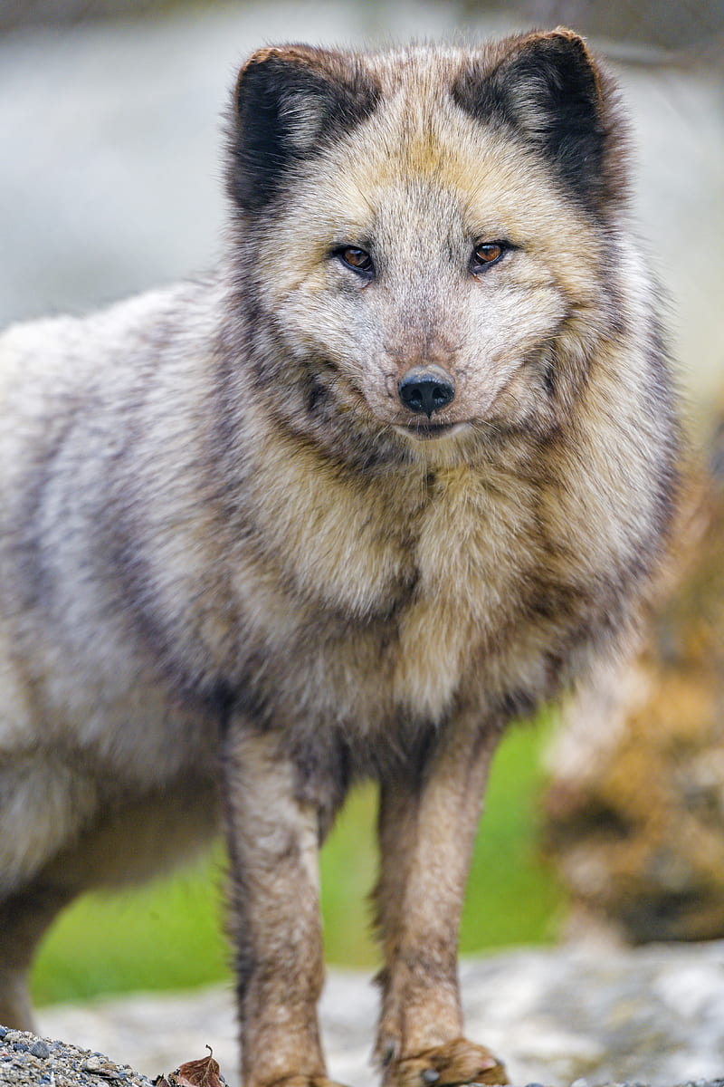 arctic fox, fox, animal, predator, HD mobile wallpaper