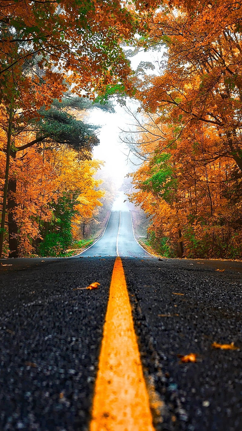 forest, autumn, fog, road, trees, yellow, HD phone wallpaper