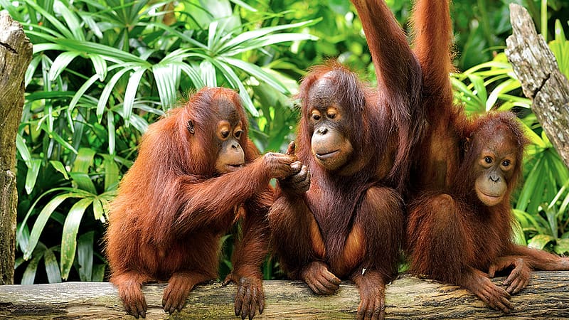 Monkeys, Animal, Cute, Primate, Orangutan, Baby Animal, HD wallpaper