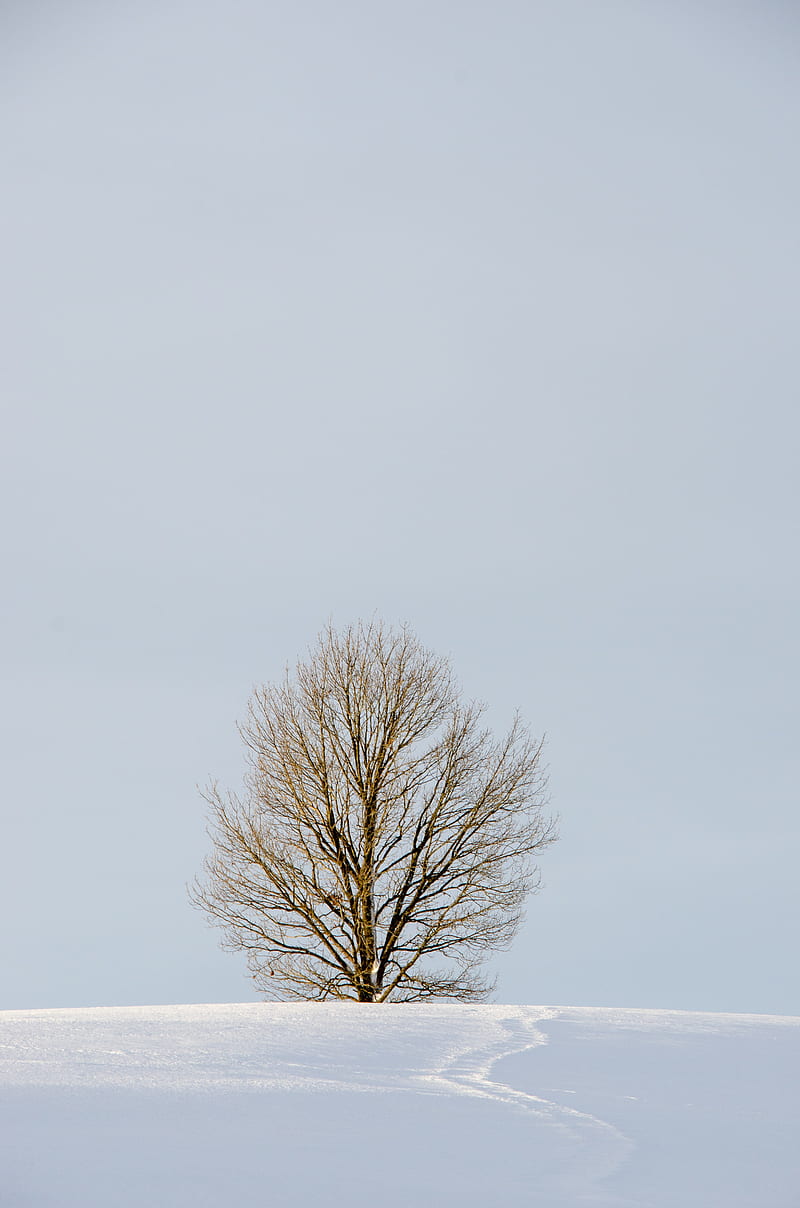 field, tree, snow, winter, nature, minimalism, HD phone wallpaper