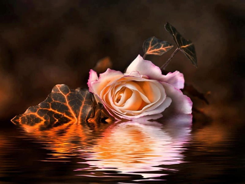 Beautiful Rose, pretty, wet, orange, bonito, sweet, red rose, blossom, nice, flowers, reflection, pink, lovely, romantic, romance, roses, water, paradise, flower, nature, HD wallpaper