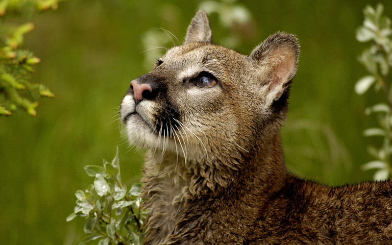 watchful cougar montana-Nature wild animals Featured, HD wallpaper