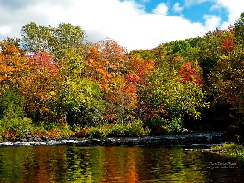 River, forest, tree, landscape, canada, HD wallpaper | Peakpx