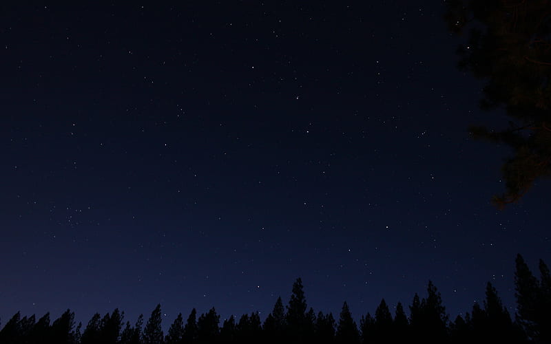 Nature's Nightlights, skies, forest, stars, clear, nature, sky, night, HD wallpaper