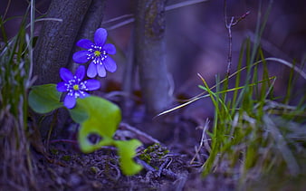 Palabras clave de fondo de pantalla: pequeña flor morada | Peakpx