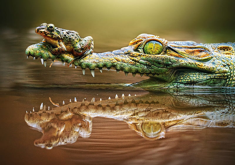 :), amphibian, frog, water, crocodile, reptile, HD wallpaper