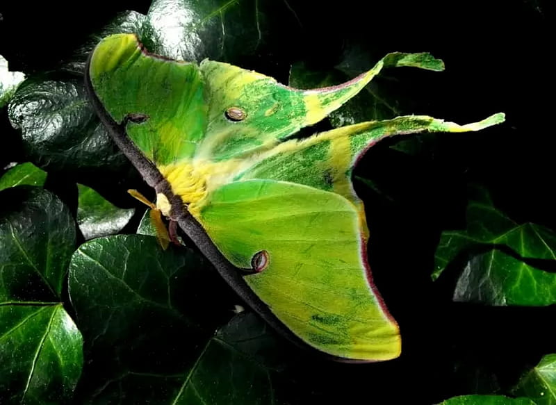 Luna Moth, Abstract, moon, Green, Moth, Wings, HD wallpaper