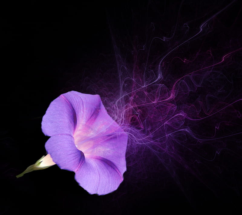 Purple flower, abstract, black, fantasy, pink, smoke, HD wallpaper