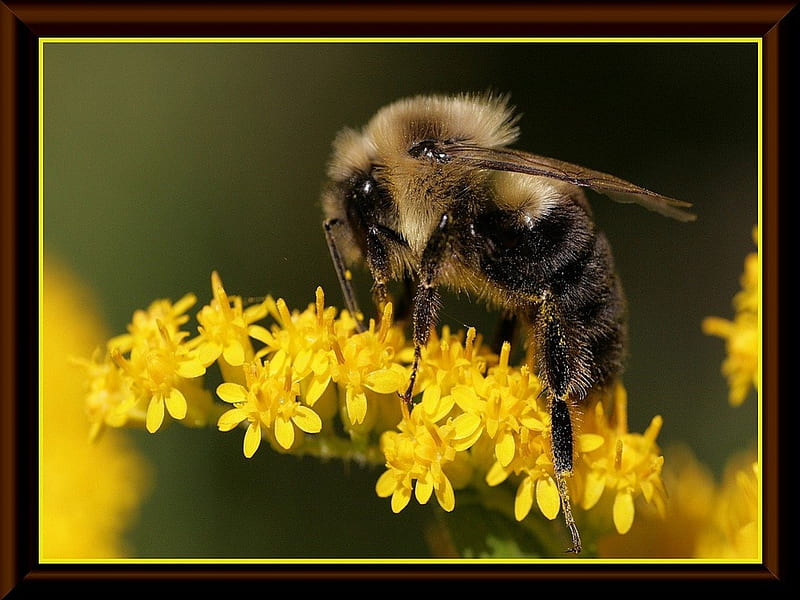 Pollenate, bee, bumble bee, honey bee, flower, yellow, HD wallpaper