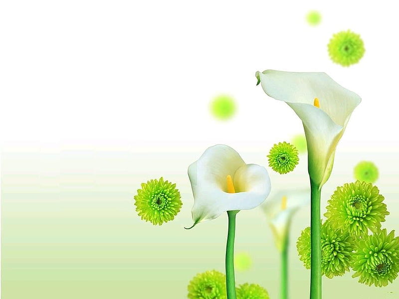 Calas, flor, verde, Fondo de pantalla HD | Peakpx