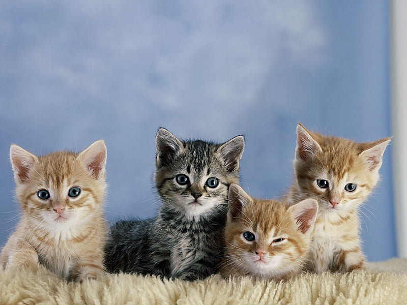 D'Artagnan and three musketeers, kittens, cute, cats, animals, HD wallpaper
