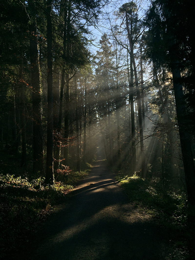 forest, rays, trees, trail, HD phone wallpaper