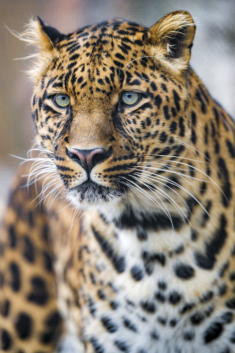 leopard, predator, big cat, face, HD phone wallpaper