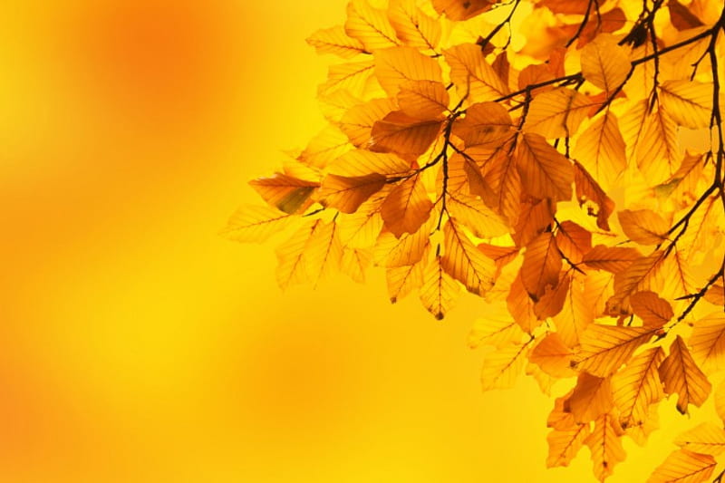 Yellow Beech Leaves!, yellow, tree, nature, leaf, HD wallpaper
