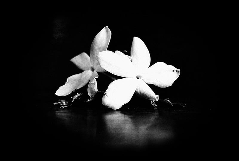 Jasmine, flower, flowers, bw, HD wallpaper | Peakpx