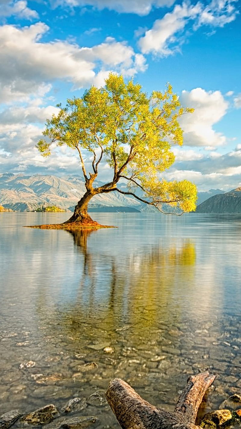 lac, arbre, tree, HD phone wallpaper