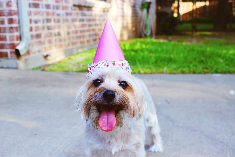 dog wearing party hat, HD wallpaper
