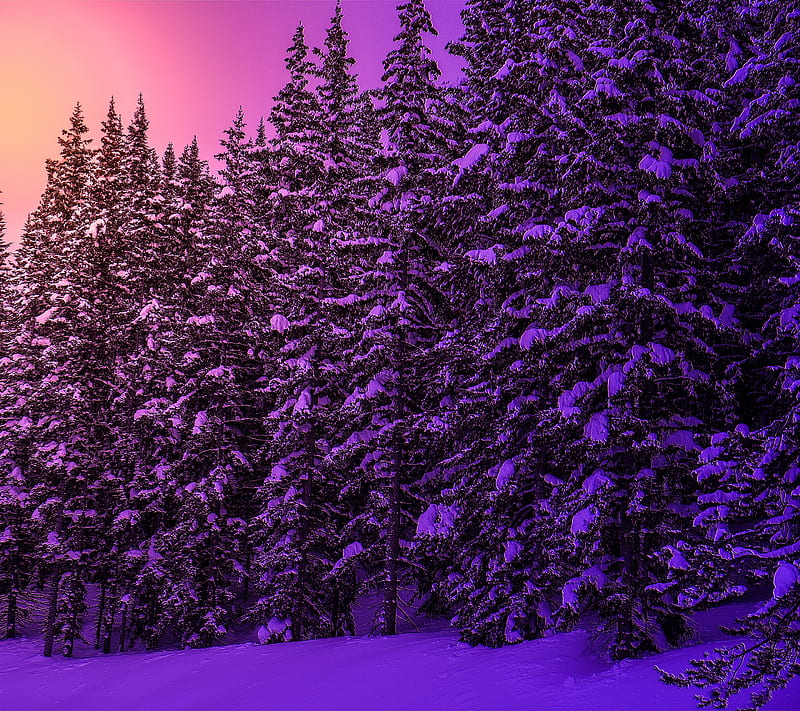 Purple Snow, ice, pine, season, tree, winter, HD wallpaper