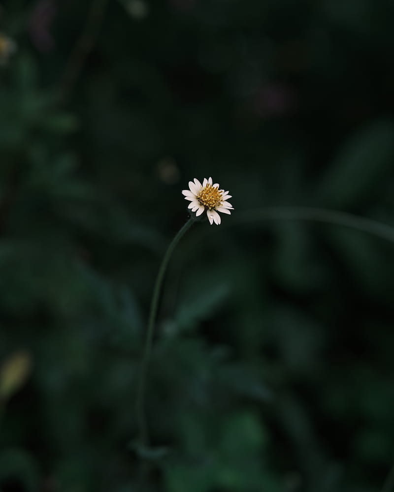 White and Yellow Flower in Tilt Shift Lens, HD phone wallpaper