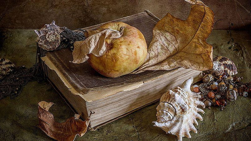 magic book, book, shells, brown, leaf, HD wallpaper