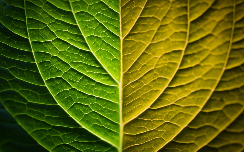 colorful leaf plant, leaf texture, leaves, close-up, leaves texture, leaf pattern, HD wallpaper