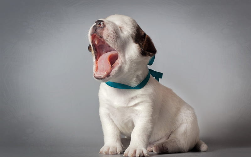 *** And I'm yawning ...***, animals, dogs, animal, dog, HD wallpaper