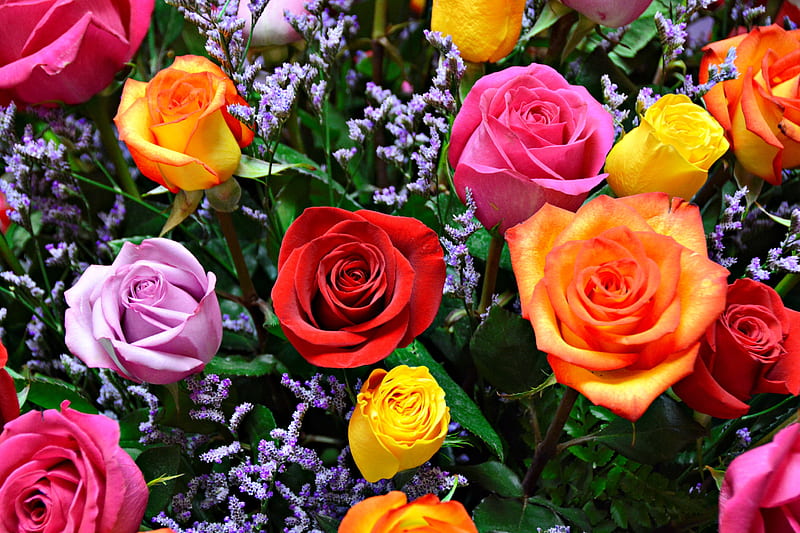 Colorful roses, colorful, pretty, mix, garden, bonito, scent, fragrance, roses, petals, HD wallpaper