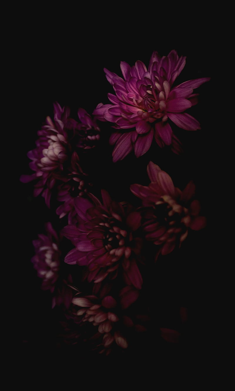 Red flower, flowers, oneplus, oneplus 6t, oneplus6t, purple, violet, HD phone wallpaper