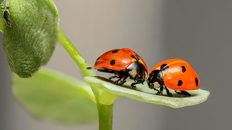 LADYBIRDS, INSECTS, NATURE, HD wallpaper