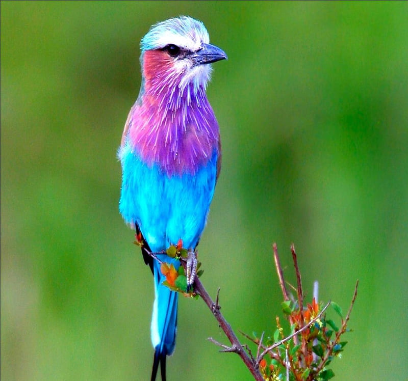 BIRD MULTICOLOR, blue, rose, oiseau, frais, HD wallpaper
