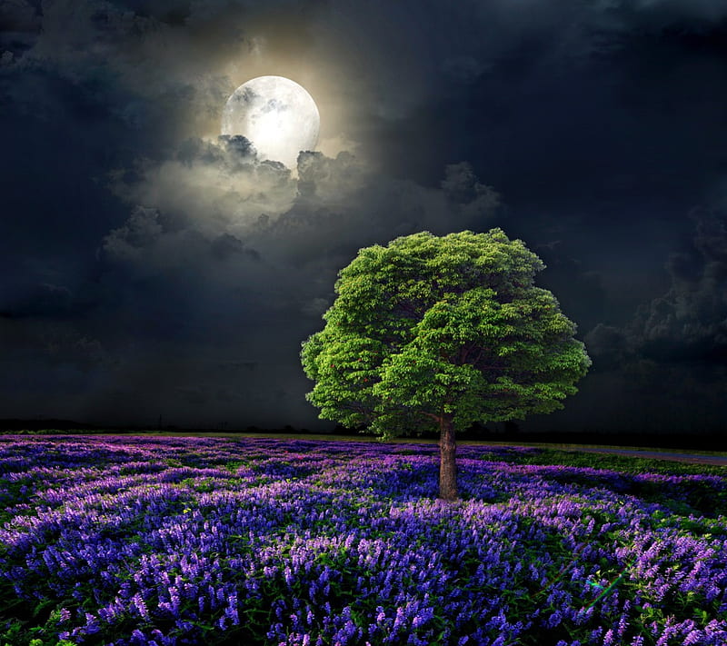 Moonlight, full, sky, clouds, tree, moon, purple, flowers, field, night, HD wallpaper