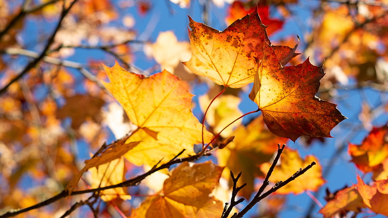 Earth, Leaf, Fall, Nature, HD wallpaper
