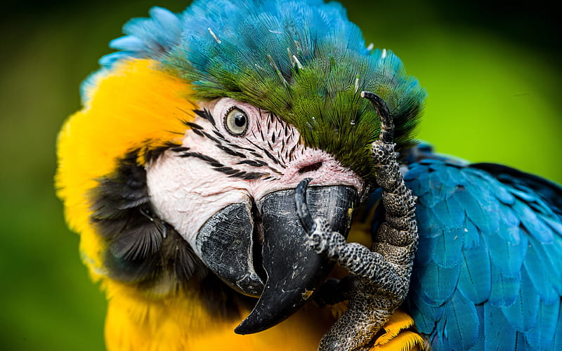 Blue-and-yellow macaw, blue and yellow parrot, macaw, beautiful birds, blue-and-gold macaw, HD wallpaper