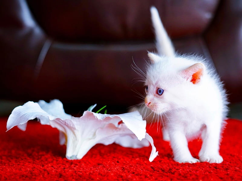 Baby Kitten, flowers, white, baby, cat, kitten, animal, HD wallpaper |  Peakpx