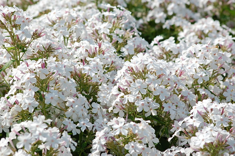 White phlox heaven, phlox, summer, flowers, garden, white, HD wallpaper