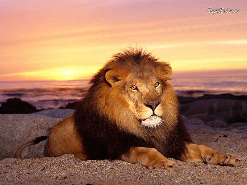 Leo the Lion, feline, big cat, mane, fierce, cat, preditor, HD wallpaper