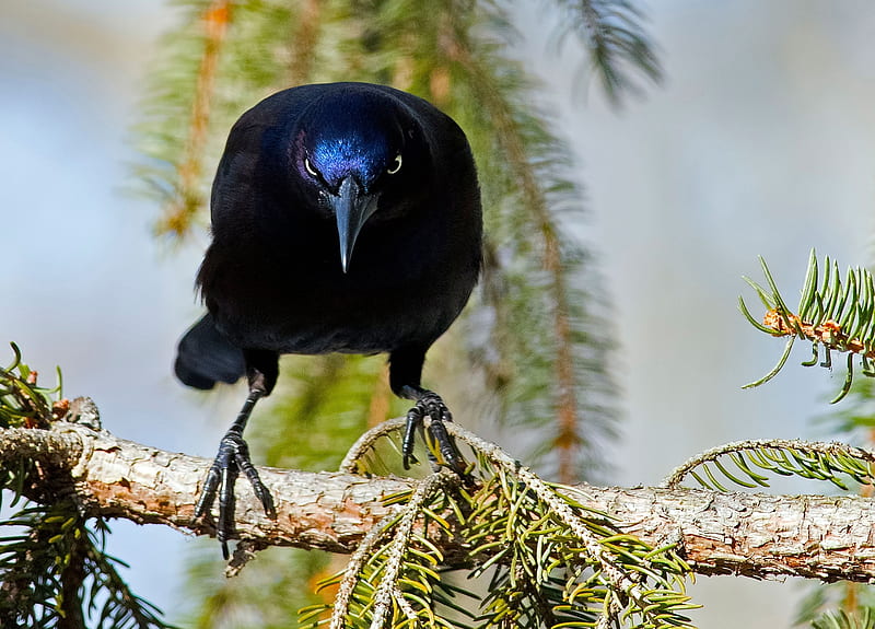 Grackle, Common Grackle, Iridescent feathers, Birds, HD wallpaper